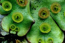 Photo of Liverwort marchantia polymorpha with round capsules.