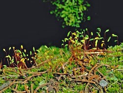 Photo of Moss with stem and pointed capsules