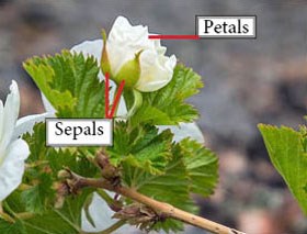 Photo of petals and sepals of a Wild raspberry