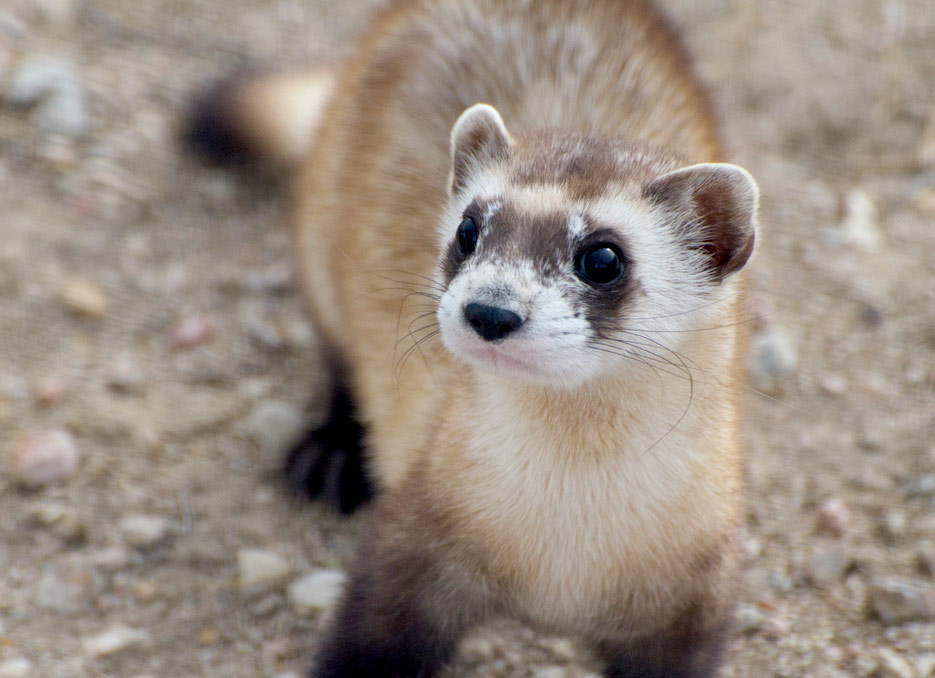 Black-footed Ferret  Courtesy Colorado Parks and Wildlife