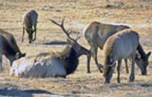Photo bull elk with harem during rut.