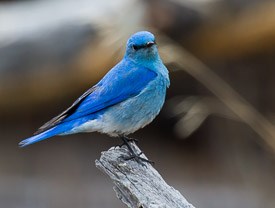 Photo of Blue Bird.