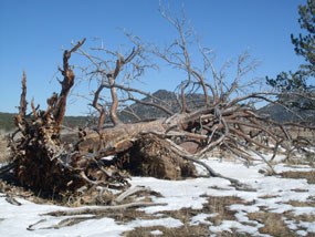 Large Poderosa Pines that have fallen over.