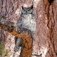 Photo of Great Horned Owl perched in a tree.