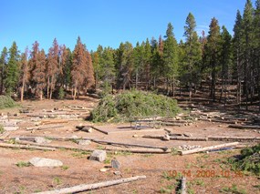 Photo hazard tree removal at Timber Creek Campground