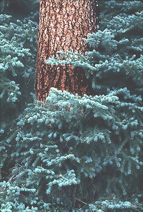a photo of a spruce tree