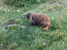 A yellow bellied marmot on the tundra.