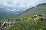 Photo alpine tundra and link to Terry's Tidbits page.