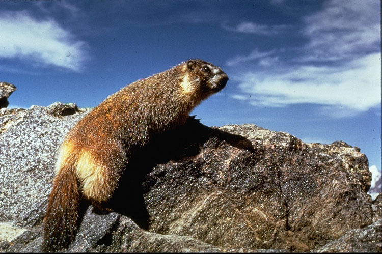 marmot mountain