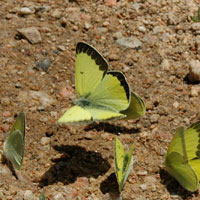 a photo of Alexandra's Sulphur butterfly (Colias alexandra)