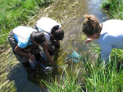 Researchers collecting aquatic life in a stream.