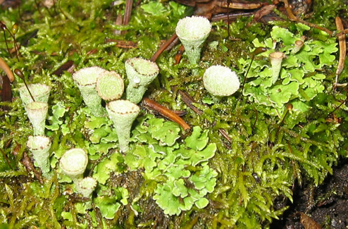 a photo of Cladonia chlorophaea group