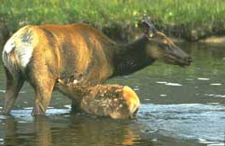 Photo Cow elk nursing calf