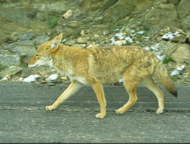 a photo of a coyote on a road