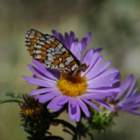 a photo of a Dotted Checkerspot butterfly (Poladryas arachne)