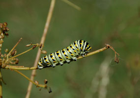 an Eastern Black Swallowtail caterpillar (Papilio polyxenes)