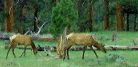 Photo elk grazing in a meadow