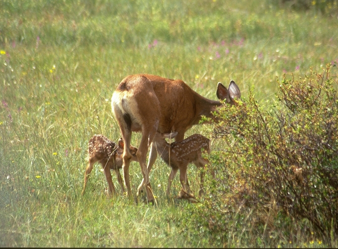 a photo of mule deer fawns