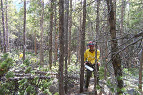 Photo Park Ranger/Fire Crew member clears dead trees with a chainsaw.