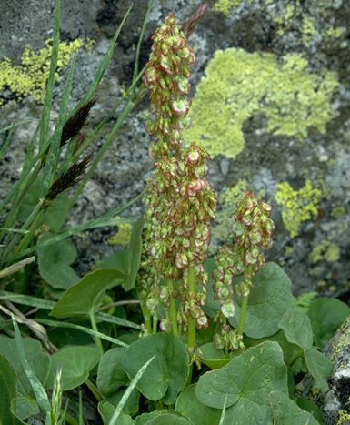 a photo of alpine sorrel