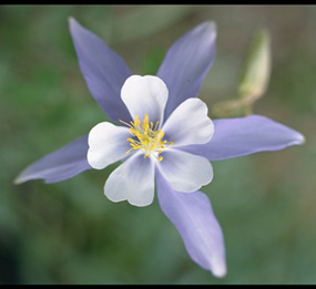 a photo of a Colorado columbine