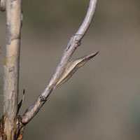 a Large Marble chrysalis