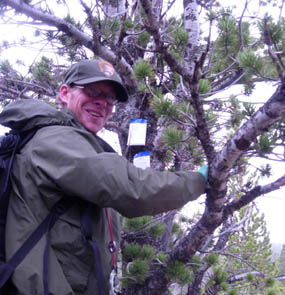 Photo park staff affix verbenone packets to help protect limber pine trees from mountain pine beetles