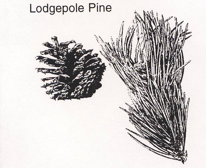 Lodgepole Pine Rocky Mountain National Park (U.S. National Park Service)