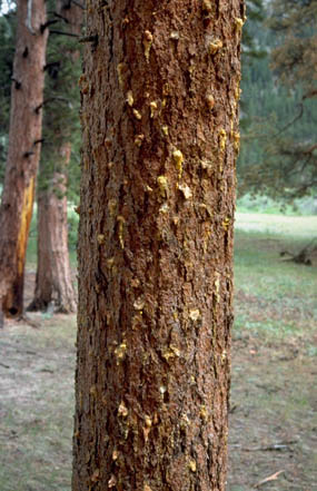 Photo pitch tubes in tree produced by invading mountain pine beetles
