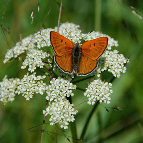a photo of a Ruddy Copper butterfly resting on white yarrow flowers