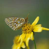a photo of a Mormon Fritillary butterfly on a yellow flower