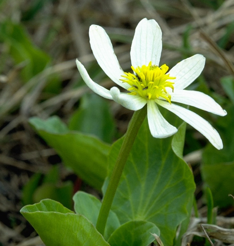 a photo of marsh marigold