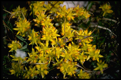 a photo of yellow saxifrage