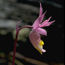 a photo of a calypso orchid