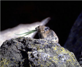 a photo of a pika