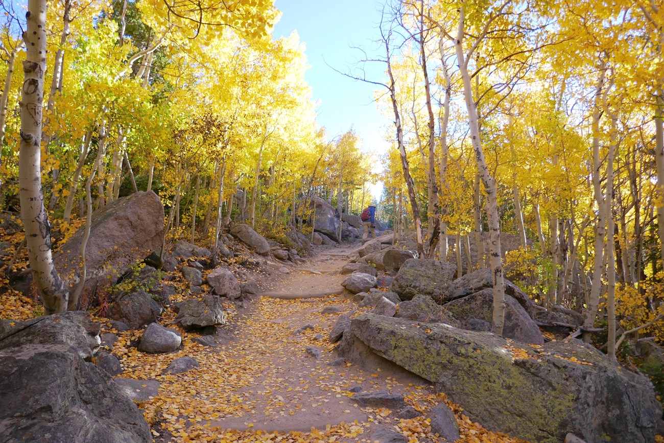 yellow leaved trees line a trail
