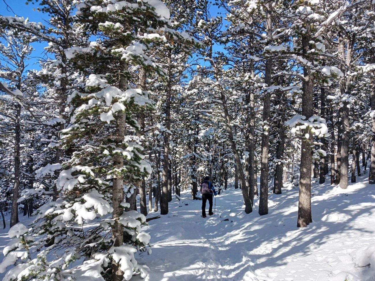 A person is hiking on a snow-covered trail lined with snow-covered pine trees in winter.