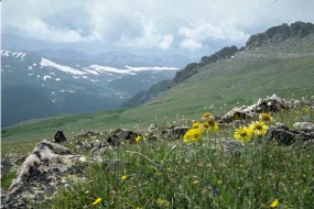 Photo Alpine tundra, above treeline, alpine sunflowers in bloom