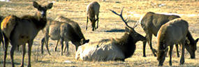 Photo elk bull with harem in meadow. Photo elk bull with harem in meadow.