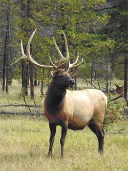 Photo bull elk