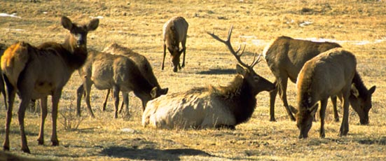 Photo Elk in Moraine Park with harem.