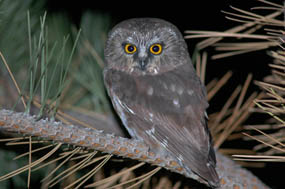 Photo small owl