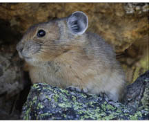 Photo pika