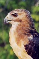 Photo redtailed hawk