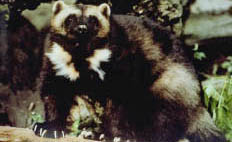 Photo wolverine