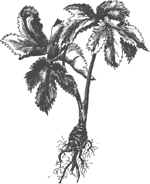 Angelica