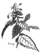 borage