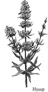 hyssop