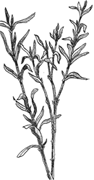 wintersavory