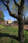 02 Park Tree, Spring